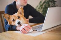 Un dog-sitter fait des recherches sur internet