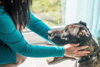Une dog-sitter prend soin du chien d'un de ses clients