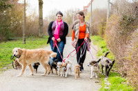 Deux dog-sitters promènent plusieurs chiens dans un parc