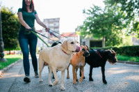 Une dog-sitter promène trois chiens