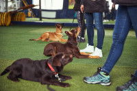 Plusieurs personnes tenant chacune un chien en laisse dans un centre de dressage canin