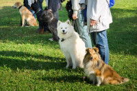 Plusieurs personnes se tenant en ligne, chacune avec un chien en laisse