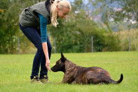 Une femme faisant sentir sa main à un chien allongé dans l'herbe