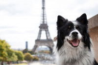 Un chien souriant avec la tour Eiffel en arrière-plan
