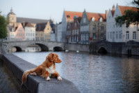 Un chien allongé sur un mur en bord de rivière à Bruges