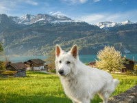 Un chien devant des montagnes et un lac en Suisse