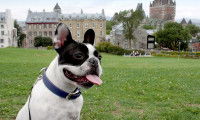 Un chien assis sur l'herbe dans la ville de Québec, avec le Château Frontenac en arrière-plan