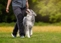 Une personne en train d'entraîner un chien à la marche au pied