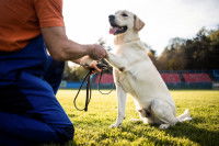 Un homme agenouillé face à un chien blanc qui lui donne la patte