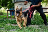 Un homme tenant un chien agressif en laisse