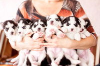 Les formations pour devenir éleveur canin