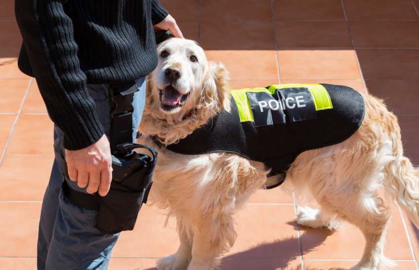 Devenir maître-chien policier