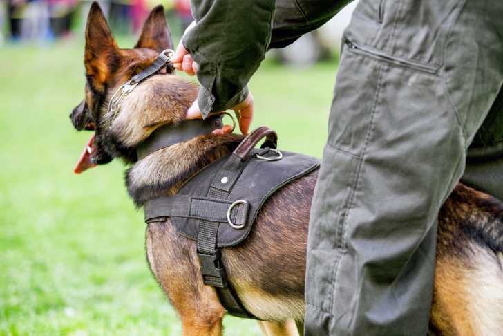 Devenir maître-chien policier