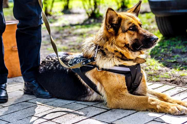 Devenir maître-chien policier