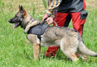 Le métier de maître-chien