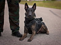 Un chien policier allongé sur le sol à côté de son maître