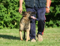 Un homme avec son chien marchent dans l'herbe