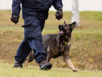Un policier marche d'un pas assuré avec son Malinois