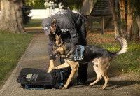 Un policier entraîne son chien à détecter de la drogue