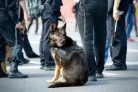 Un chien policier entourés de policiers