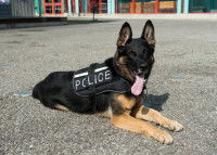 Un chien policier allongé sur le sol, en extérieur