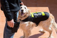 Quel est le salaire d'un maître-chien ?