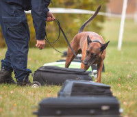 Un Malinois renifle des valises pour détecter de la drogue