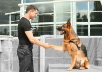 Un maître-chien et son Berger Allemand se donnent la patte