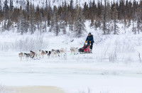 Qu'est-ce qu'un musher ?