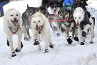 Les différentes facettes du métier de musher
