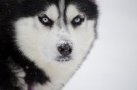 Quel(s) diplôme(s) faut-il avoir pour devenir musher ?