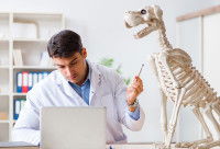 Un ostéopathe étudiant le squelette d'un chien