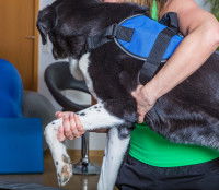 Un gros chien noir et blanc portant un harnais