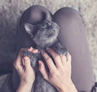 Un petit chat gris noir se fait caresser sur les genoux de sa maitresse