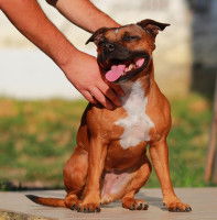 Un Américan Staff se fait caresser par son maitre