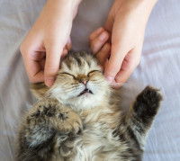 Un petit chaton se fait masser par une ostéopathe 