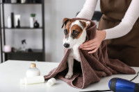 Un toiletteur sèche un Jack Russell