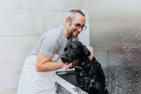 Un toiletteur en train de laver un Labrador noir dans son salon