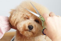 Une toiletteuse coupe les poils d'un Caniche