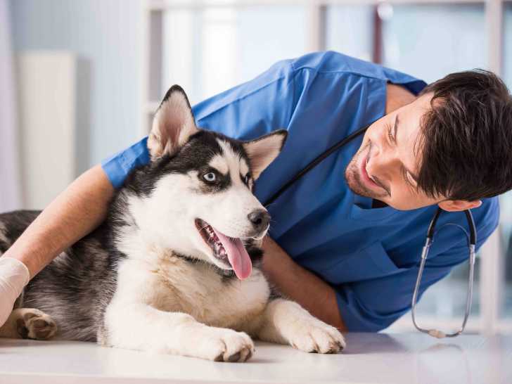 Devenir Veterinaire Qualites Requises Ecoles Et Formation