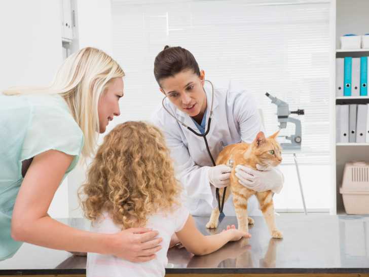 Devenir Veterinaire Qualites Requises Ecoles Et Formation