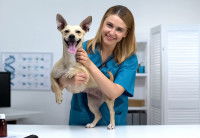 Une femme vétérinaire tient un petit chien dans les bras