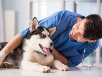 Un vétérinaire examine un Husky