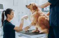 Une étudiante vétérinaire apprend à faire un bandage à un chien
