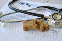 Une facture vétérinaire avec un stéthoscope et des friandises pour chien