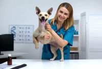 Une vétérinaire souriante tenant dans ses bras un chien dans une clinique