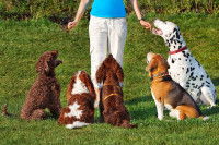 Une éducatrice canine éduque 5 chiens dans un parc