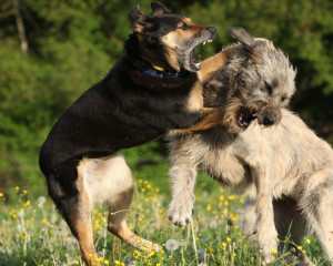 Accessoires  Vêtements pour chiens - HORNBACH Luxembourg