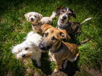 Quatre chiens assis sur l'herbe attendant leur maître