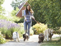 Une femme promenant quatre chiens sur un sentier